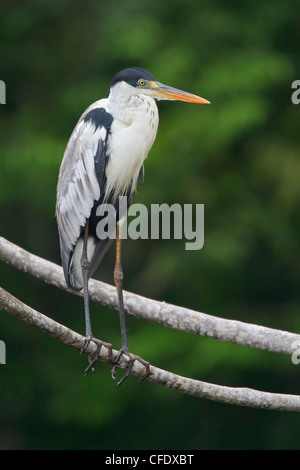 Cocoi airone rosso (Ardea cocoi) appollaiato su un ramo in Perù. Foto Stock