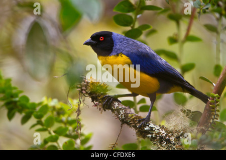 Incappucciati Mountain-Tanager (Buthraupis montana) appollaiato su un ramo in Perù. Foto Stock