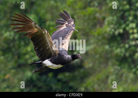 Cornuto Screamer (Anhima cornuta) battenti in Perù. Foto Stock