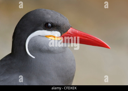 Inca Tern (Larosterna inca) in Perù Foto Stock