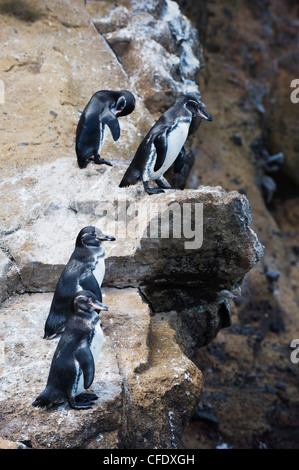 Pinguini di Galapagos (Spheniscus mendiculus), Isla Isabela, Isole Galapagos, Sito Patrimonio Mondiale dell'UNESCO, Ecuador, Sud America Foto Stock