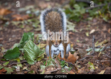 Scoiattolo grigio nel parco boschivo. Sciurus carolinensis Foto Stock