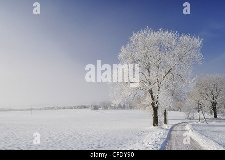 Paesaggio invernale, vicino Villingen-Schwenningen,,Forest-Baar (Schwarzwald-Baar) distretto, Baden-Württemberg, Germania, Europa Foto Stock