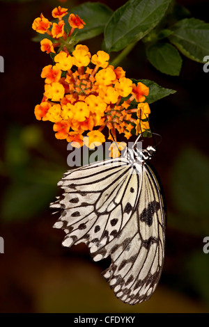 Ninfa ad albero (carta di riso la farfalla) (Idea leuconoe), mondo di farfalle e di giardini, Coombs, British Columbia, Canada Foto Stock