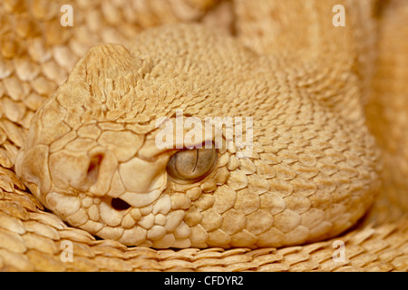 Hypomelanistic Western diamond-back rattlesnake (Crotalus atrox), Arizona Sonora Desert Museum, Tucson, Arizona, Stati Uniti d'America Foto Stock