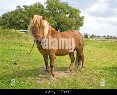 Pony Foto Stock