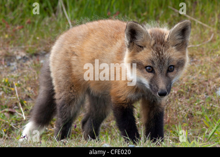 Rosso selvatico Kit Fox Vulpes vulpes San Juan Island Foto Stock