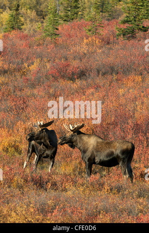 Bull Moose (Alces alces) Denali National Park, Alaska, STATI UNITI D'AMERICA Foto Stock