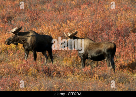 Bull Moose (Alces alces) Denali National Park, Alaska, STATI UNITI D'AMERICA Foto Stock
