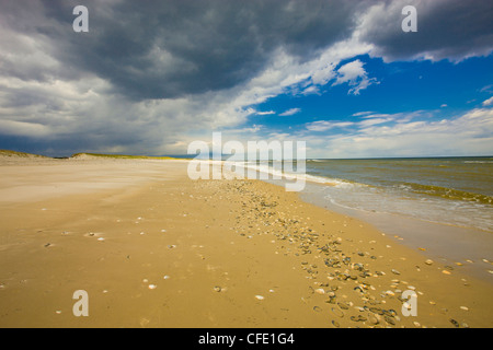 Vongole, cardidi e capesante di baia sulla spiaggia, Island Beach State Park, New Jersey, Stati Uniti Foto Stock