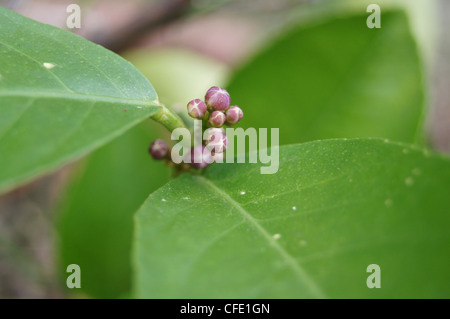 Limone Meyer boccioli di fiori Foto Stock