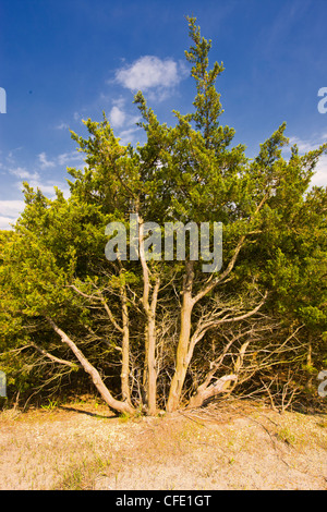 Atlantico cedro bianco,(Chamaecyparis thyoides), Island Beach State Park, New Jersey, Stati Uniti Foto Stock