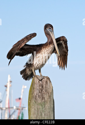 I capretti Brown Pelican asciugando le sue ali Foto Stock