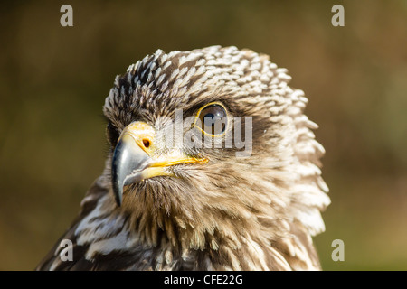 Una chiusura della testa di un Lanner Falcon come si guarda verso la telecamera Foto Stock