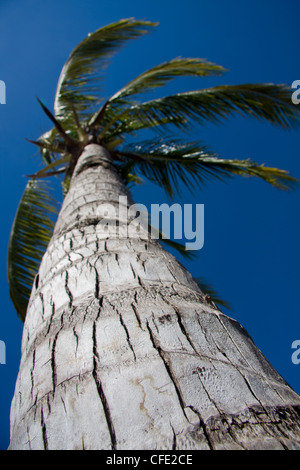 Chiusura del tronco di una palma da cocco albero, Viti Levu, Fiji. Foto Stock