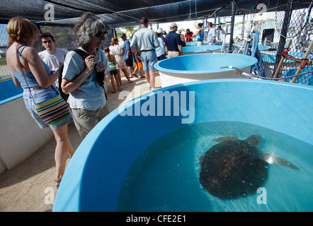 Sea Turtle hospital, maratona chiave, Florida Foto Stock