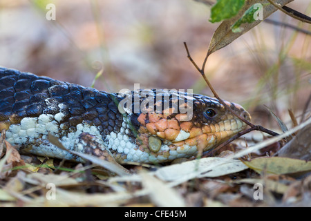 Blue Tongued Skink Shingleback occidentale (Tiliqua rugosa) Foto Stock