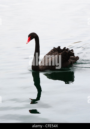 Black Swan nuotare nel lago in Lake Eola nel centro cittadino di Orlando, Florida. Foto Stock
