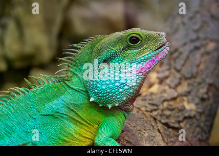 Vista laterale e la vista dettagliata dell'acqua cinese Dragon, anche verde acqua Dragon, Physignathus cocincinus. Foto Stock