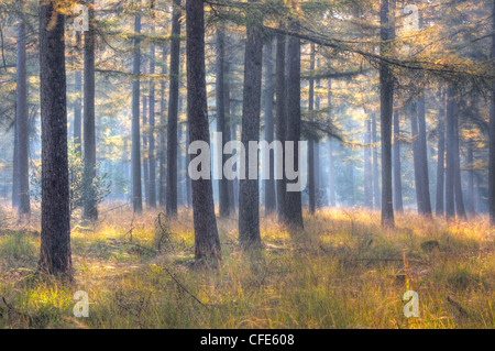 Una foresta di pini larici, Viola Moor erba e dei capelli ondulati-erba in la tenue luce di mattina presto in autunno. Foto Stock