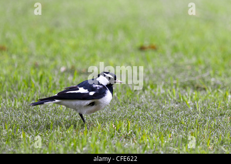 Gazza allodola. Grallina cyanoleuca N Foto Stock