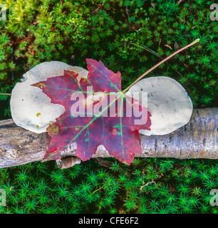 Autunno con Foglia di acero sul marciume log in foresta Foto Stock