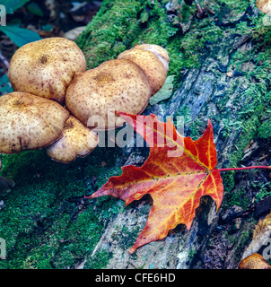 Autunno con Foglia di acero sul marciume log in foresta Foto Stock