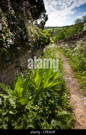 Regno Unito, Gloucestershire, Stroud, Painswick, fiori selvatici fodera percorso dalla Quaker Meeting House in Painswick Valley Foto Stock