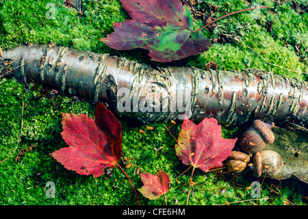 Autunno con Foglia di acero sul marciume log in foresta Foto Stock