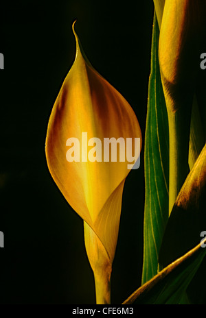 Zantedeschia aethiopica (nomi comuni Lily del Nilo, Calla Lily, Pasqua lily, Arum lily, Varkoor Foto Stock