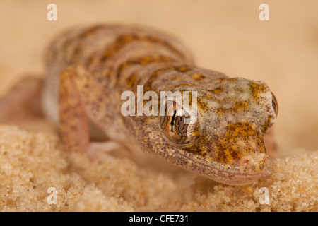 Arabian Sand Gecko Stenodactylus arabicus. Foto Stock