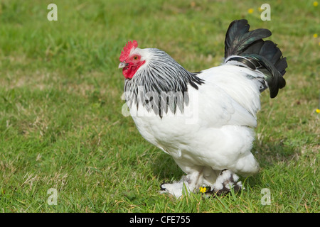 Sussex pollo domestico razza Essex, UK BI021211 Foto Stock