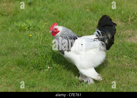 Sussex pollo domestico razza Essex, UK BI021213 Foto Stock