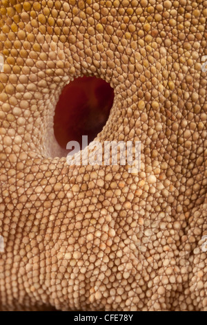 In prossimità di un orecchio da un nuovo Caledonian Crested Gecko (Rhacodactylus ciliatus). Foto Stock