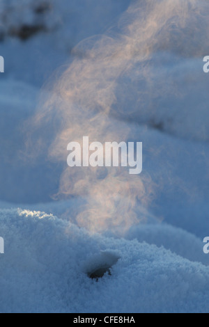 L'aria calda proveniente dal beaver (Castor fiber) den nel gelido inverno giorno Foto Stock