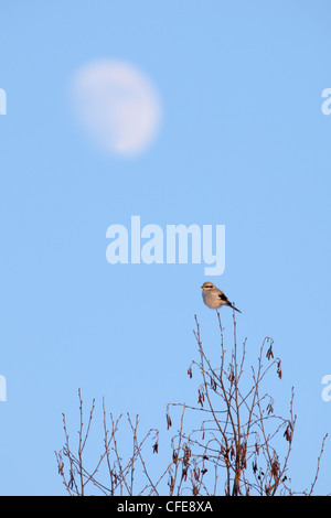 Grande Grigio Shrike (Lanius excubitor) arroccato sulla sommità della struttura con una luna. Foto Stock