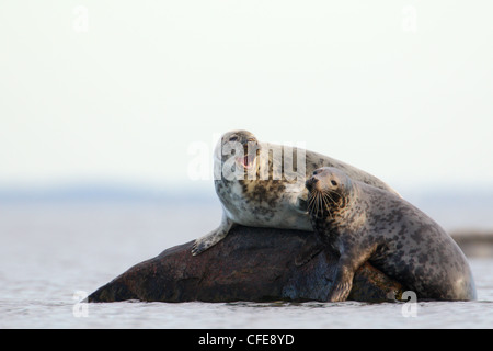 Due femmina grigio della guarnizione (Halichoerus grypus). Europa Foto Stock