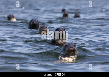 Gregge di foche grigie (Halichoerus grypus). Mar Baltico. L'Europa, Estonia Foto Stock