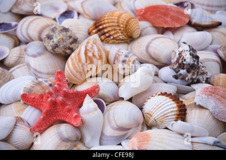 Starfish and sea shells background Foto Stock