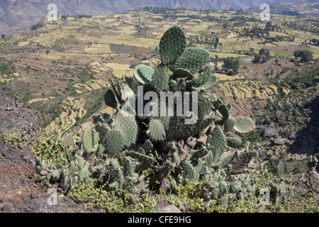 Cactus (Opuntia sp. ). Tempo stabilito introduzione. Qui a Debre Libanos. Etiopia. Affacciato sulla gola e terrazzamenti terreni agricoli. Foto Stock