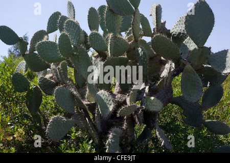 Cactus (Opuntia sp. ). Tempo stabilito introduzione. Qui a Debre Libanos. Etiopia. Foto Stock