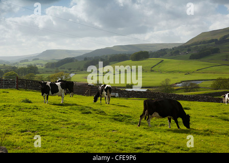 Regno Unito, Inghilterra, Yorkshire, Wensleydale, Hawes, Fiume Ure fluente attraverso il pascolo allevati da fresian vacche Foto Stock