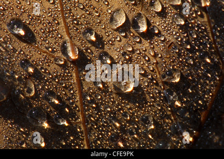 Caduto foglie aspen con la mattina presto gocce di acqua. Europa Foto Stock