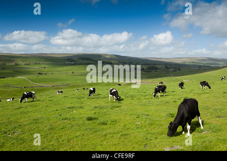 Regno Unito, Inghilterra, Yorkshire, Wensleydale, Hawes, industria lattiero-casearia pascolo allevati da fresian vacche Foto Stock