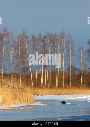 Castoro europeo (Castor fiber) nel suo habitat. Europa Foto Stock