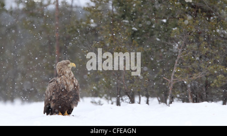 White-tailed Eagle in nevicata Foto Stock