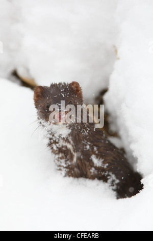 Ritratto di selvaggio visone americano (Mustela vison). Europa Foto Stock