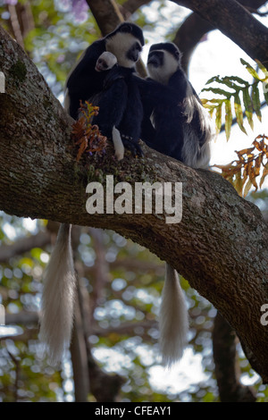 Abissino Black and White Colobus o (Guereza Colobus abyssinicus). La famiglia. Etiopia. Foto Stock