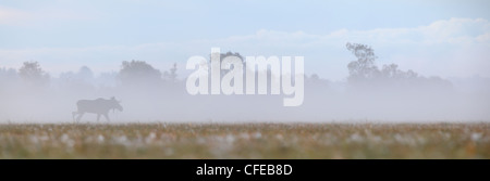 Foto panoramica di Bull Moose (Alces alces) nella mattina presto. Matsalu Riserva Naturale, Estonia, Europa Foto Stock