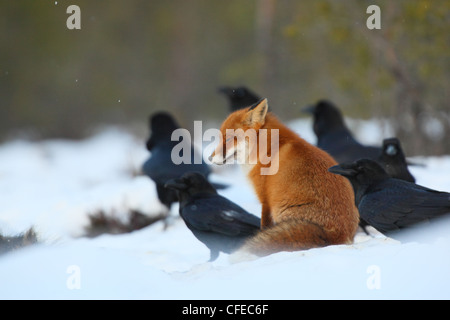 Rosso di appoggio volpe (Vulpes vulpes) con corvi. Foto Stock